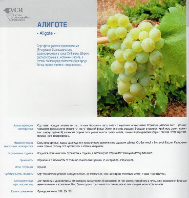 Виноград анюта: описание сорта, фото, таблица характеристик