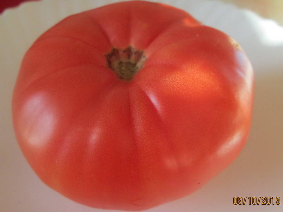 Описание сорта томат Пышка и его характеристики