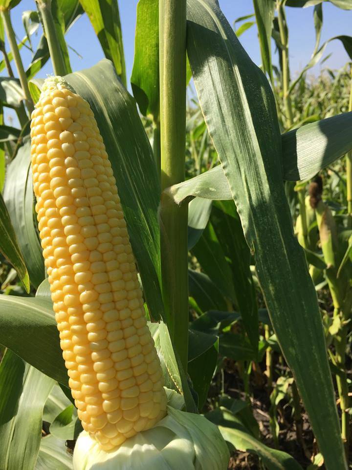 Сорта кукурузы — расписываем во всех подробностях