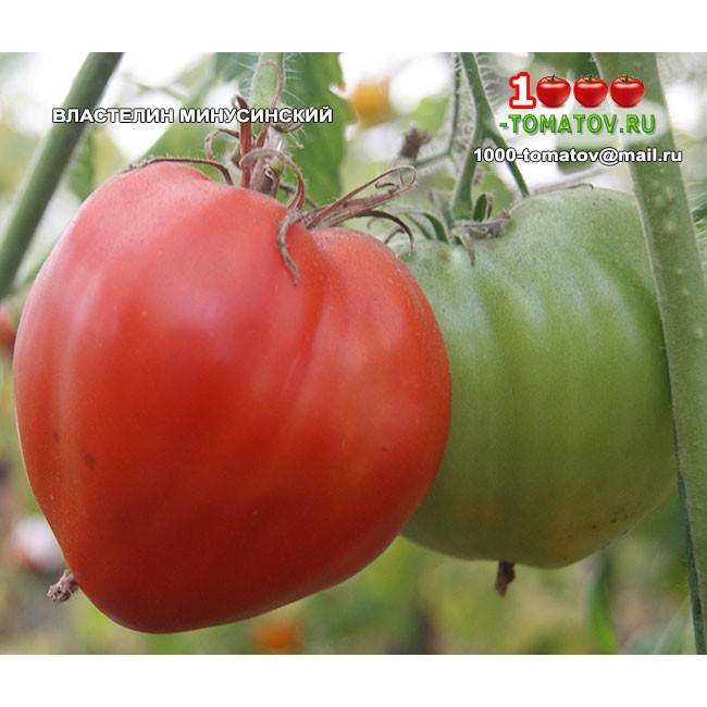 Характеристики и описание урожайных сортов минусинских помидоров