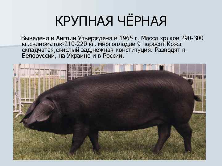 Русская белая порода свиней