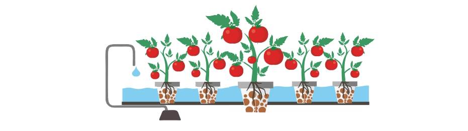 Как вырастить томаты на гидропонике в домашних условиях