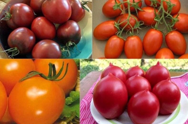37 урожайных сортов томатов для открытого грунта и теплиц