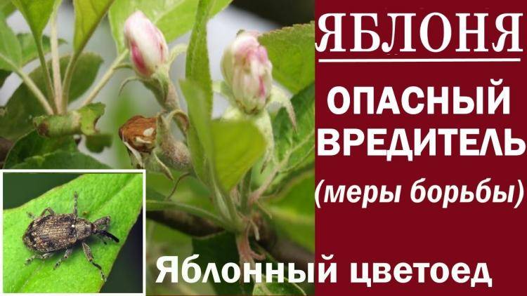 Эффективные методы борьбы с яблоневым цветоедом