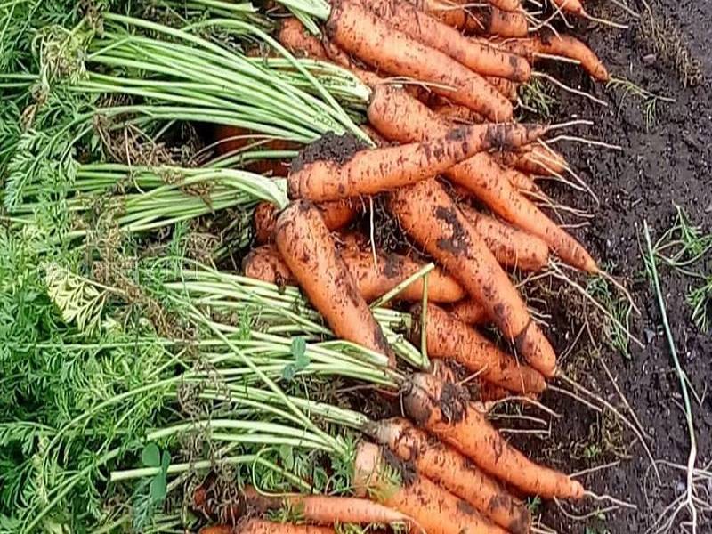 Как часто поливать морковь в открытом грунте