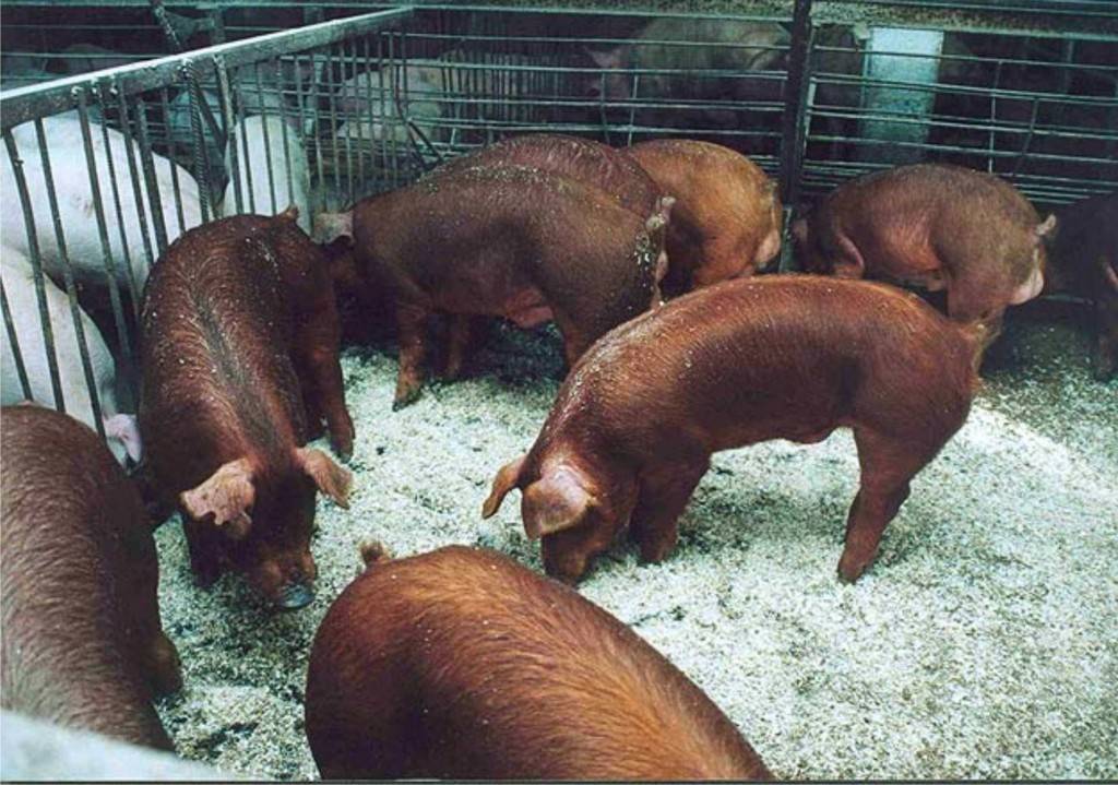 Порода свиней дюрок: фото, характеристика, отзывы, разведение и содержание