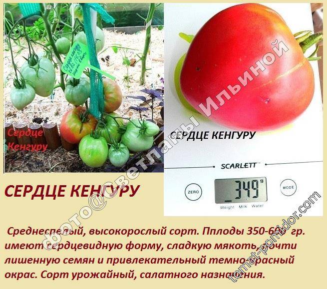 Семена:томат дробленое сердце / crushed heart/. томат, семена овощей. , , . продажа и доставка по краснодару и россии.