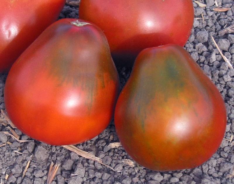 Томат груша красная: отзывы о сорте от дачников с опытом, фото кустов и поспевшего урожая, азы агротехники