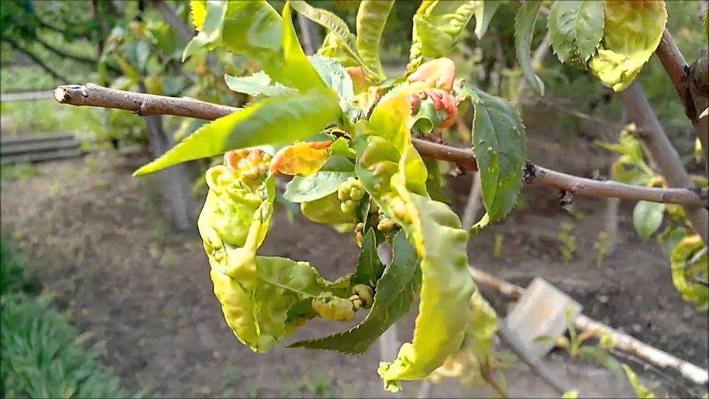 Скручивание листьев груши: причины, что делать и чем лечить