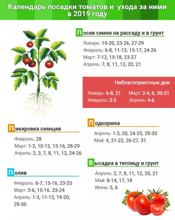 Посадка помидор на рассаду и в теплицу в 2022 году по лунному календарю: благоприятные дни