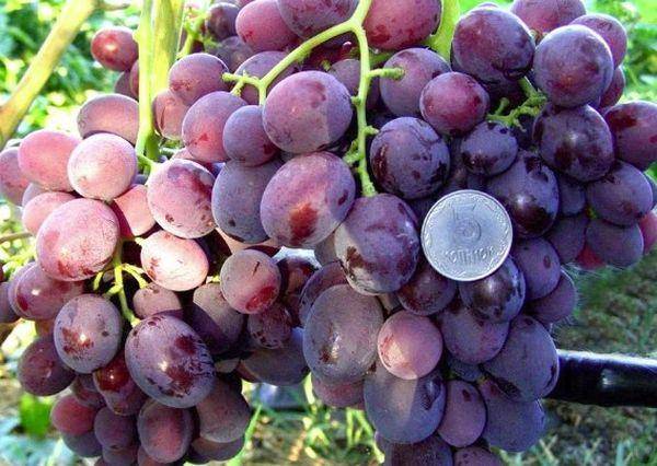 Виноград заря несветая: характеристика и описание сорта, посадка и уход