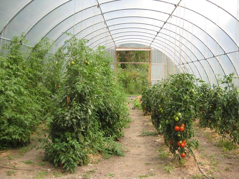 Уход за помидорами в теплице из поликарбоната + видео как ухаживать за помидорами в теплице