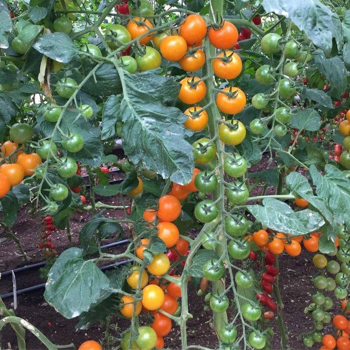 Томат алая каравелла f1: характеристика и описание сорта, фото и отзывы об урожайности помидоров