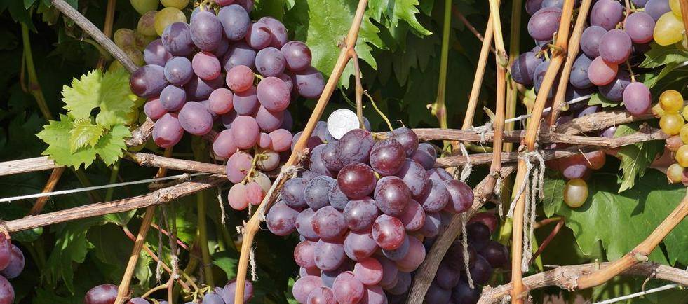 Виноград «низина»: описание сорта, фото и отзывы о нем. основные плюсы и минусы, характеристики и особенности выращивания в регионах