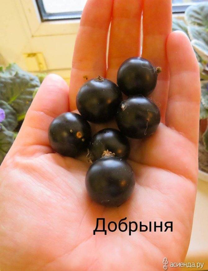 Сорт черной смородины «добрыня»: описание, фото, отзывы