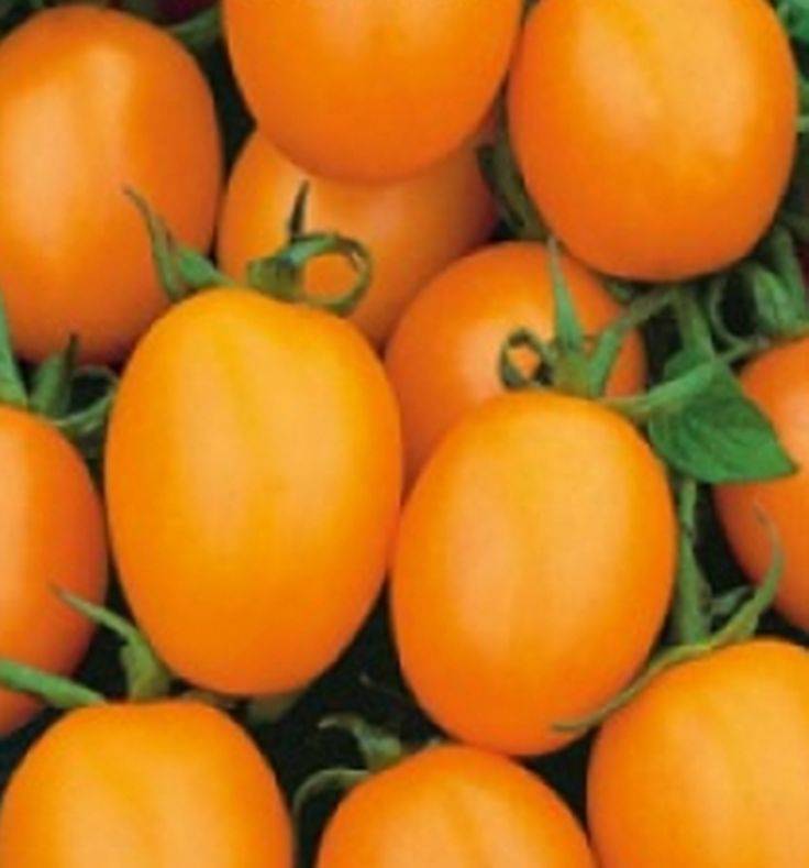 Томат амана оранж (amana orange, амана оранжевая): характеристика, урожайность. отличная урожайность и окрас