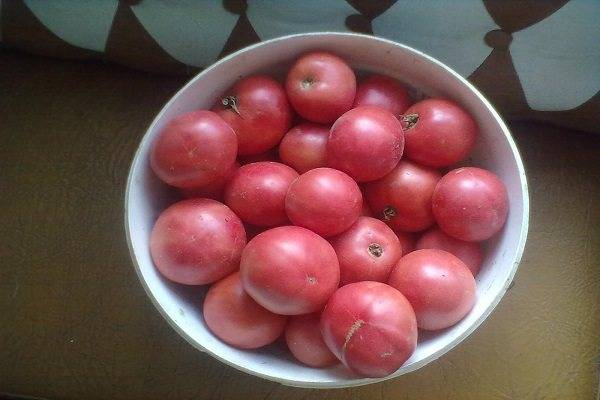 Необычные сорта томатов — белоплодные и черноплодные