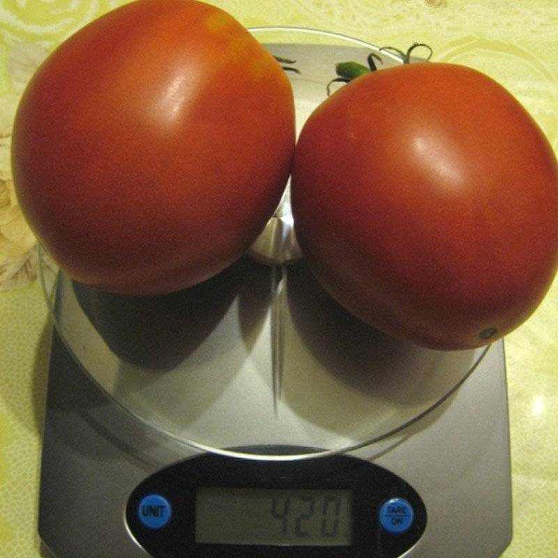 Томат глория: описание сорта помидоров, отзывы тех, кто пробовал их выращивать, фото полученного урожая