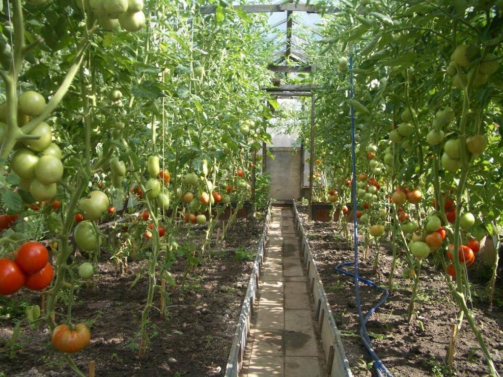 Правильный уход за томатами в теплице - фермеры россии