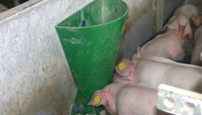 Кормушки и поилки для свиней своими руками: фото, виды и требования