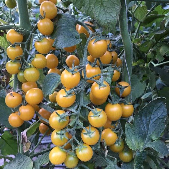 Томат черри желтый: описание сорта и характеристика, фото каскада помидоров, отзывы об урожайности и калорийности плодов