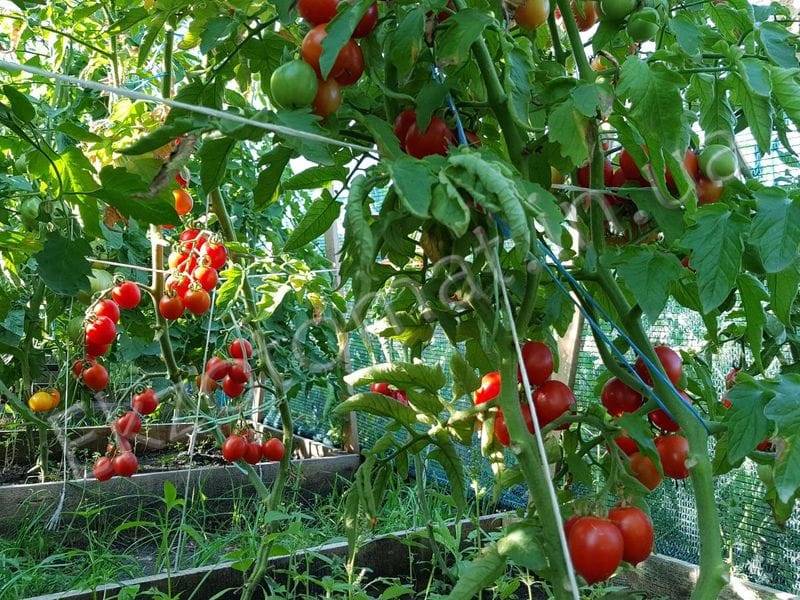 Описание томата принц боргезе и агротехника культивирования сорта