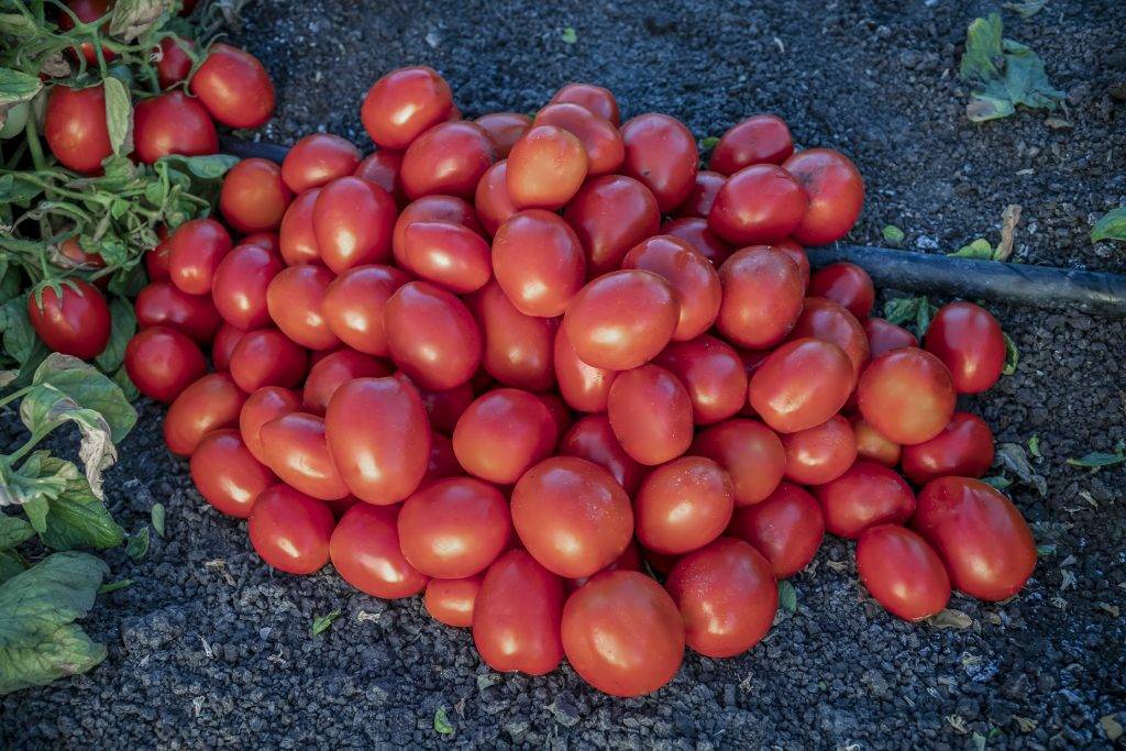 Лучшие сорта томатов для теплицы: вкусные и урожайные помидоры по отзывам овощеводов
