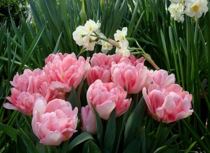 Ботанические тюльпаны посадка и уход. ботанические тюльпаны для вашего сада | дачная жизнь