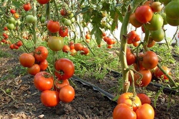 Томат «японка»: характеристики сорта, уход за помидорами и особенности выращивания этой разновидности