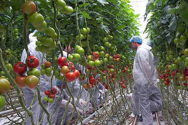Посадка и выращивание томатов по митлайдеру — практичный и надежный способ