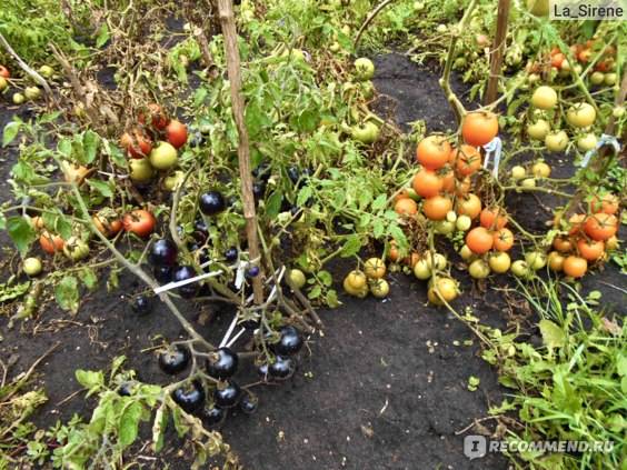 Томаты «черная гроздь» — экзотические гибриды с необычным вкусом