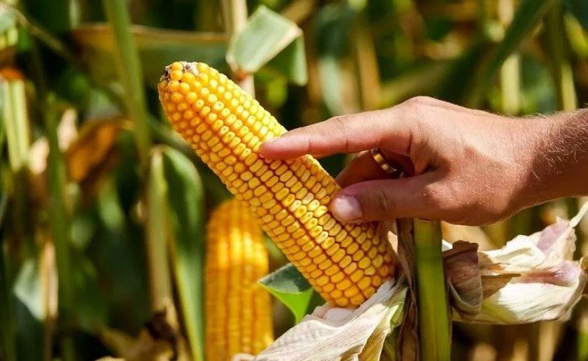 Названия 7 лучших сортов кукурузы для попкорна, особенности выращивания