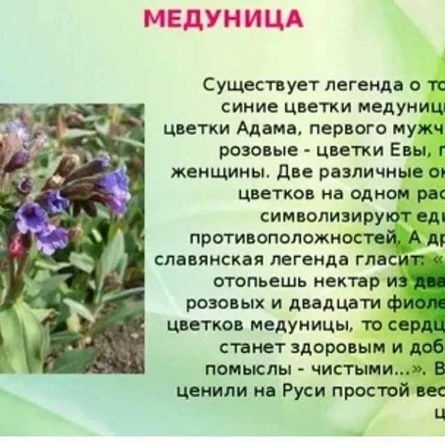 Лечебные свойства и использование медуницы лекарственной — floraprice.ru