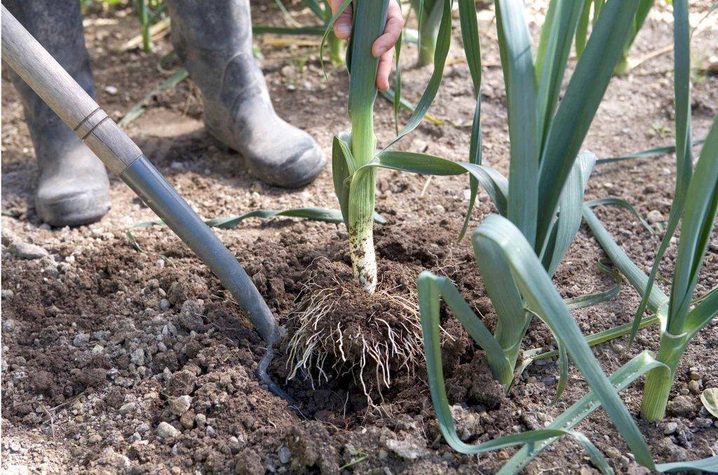 Лук порей: выращивание и уход в открытом грунте от посадки до сбора урожая, полезные советы по теме