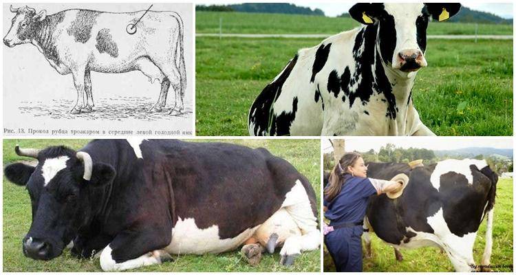 Выпас коров – правила и условия. как содержать без выпаса