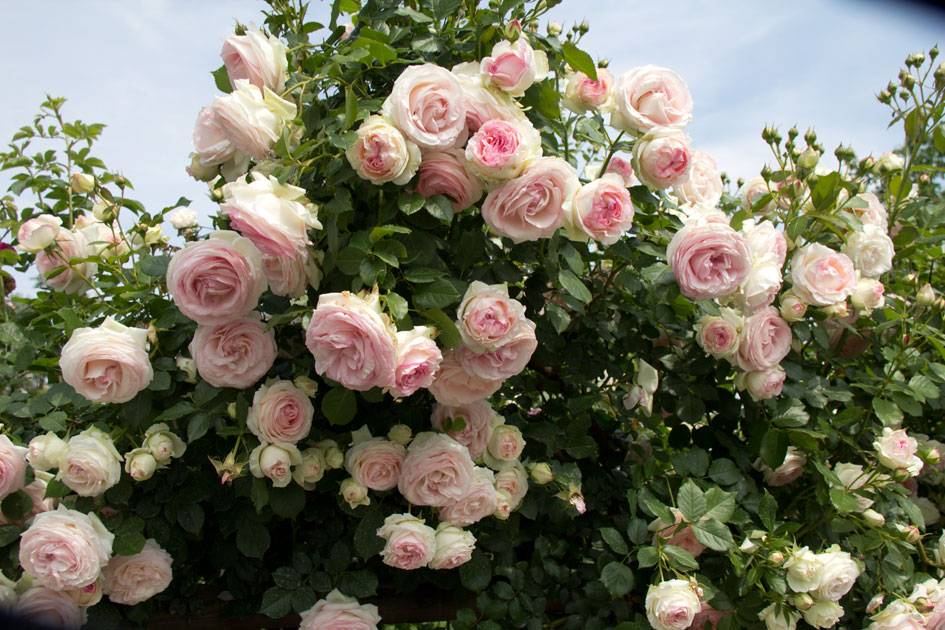 Роза пьер де ронсар: особенности посадки и ухода