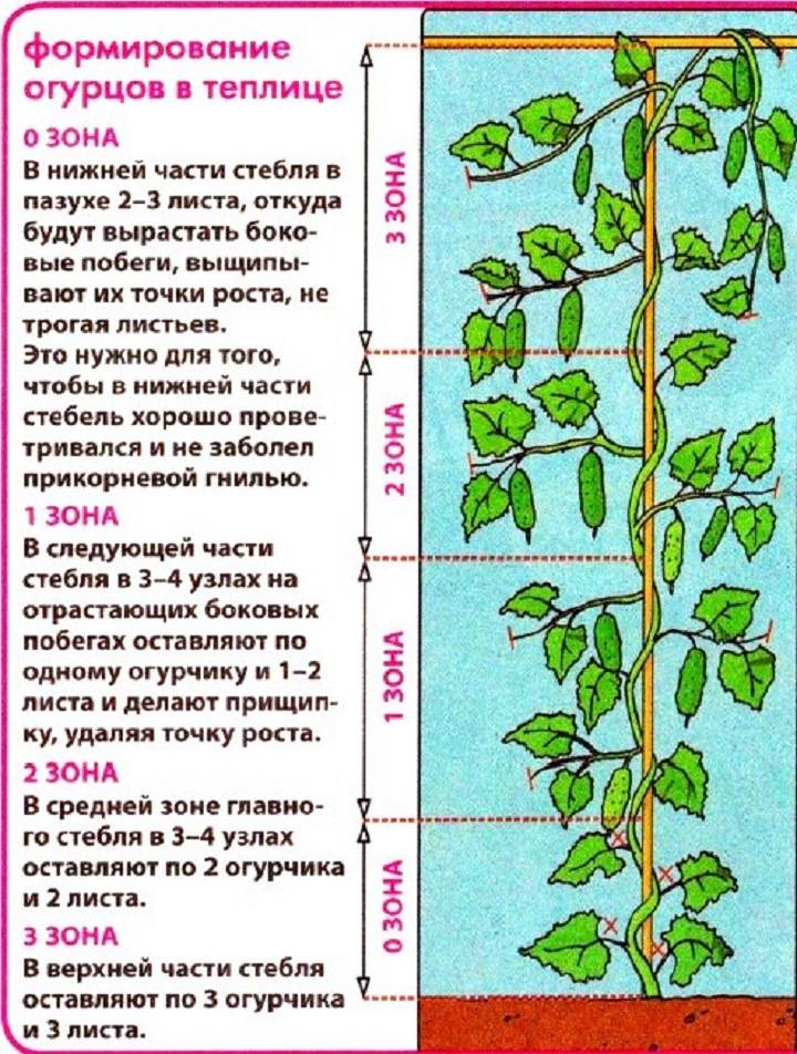 Инструкция, как прищипывать огурцы правильно: порядок действий, важность этого этапа выращивания, нюансы процедуры в теплице и открытом грунте