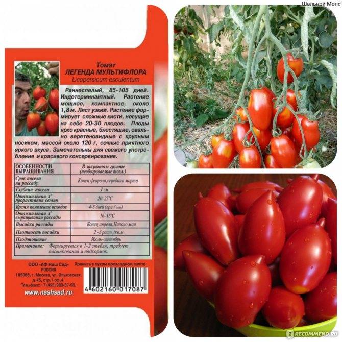 Характеристика и описание сорта томата катя, его урожайность