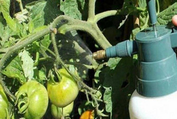 Как правильно подкормить помидоры йодом в теплице, в открытом грунте видео фото