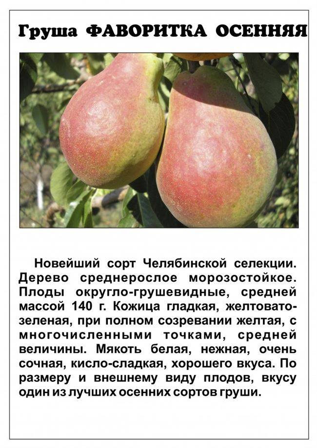 Груша москвичка описание и характеристика сорта, выращивание и уход, отзывы, фото