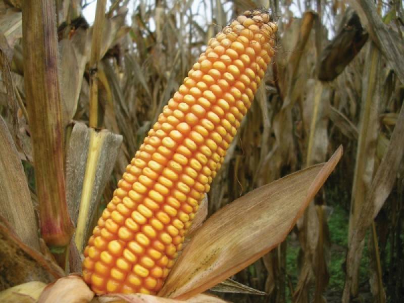 10 лучших сортов сахарной кукурузы для выращивания