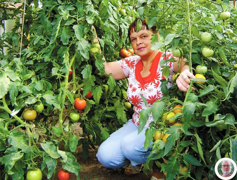 Что делать с ботвой помидоров осенью. что делать с ботвой помидоров после уборки урожая? | дачная жизнь