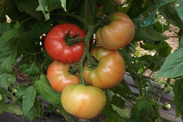 Томат алези (f1): описание гибрида томата, его достоинства и недостатки, урожайность, советы по выращиванию