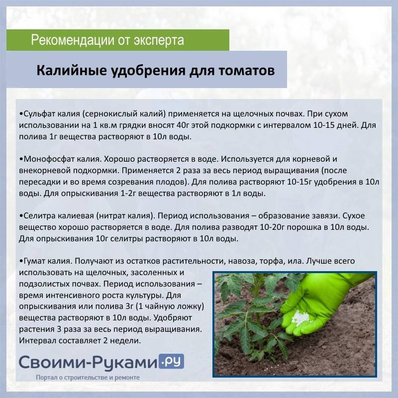 Подкормки огурцов: виды удобрений, способы, график подкормок