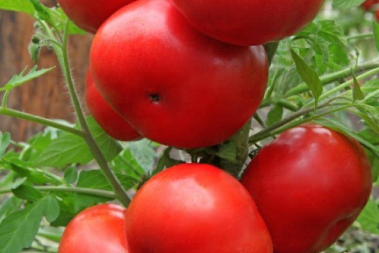 Томат благовест: описание сорта, выращивание.топ советов по уходу