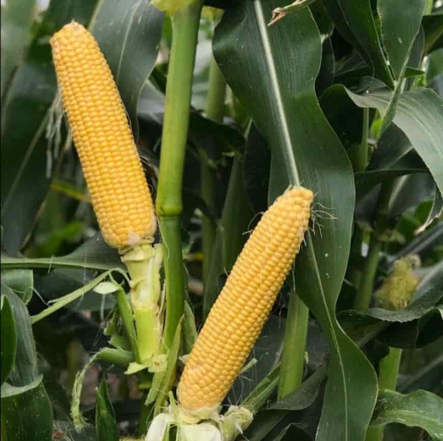 Сорта кукурузы: топ-лучших сортов с их описание и фото