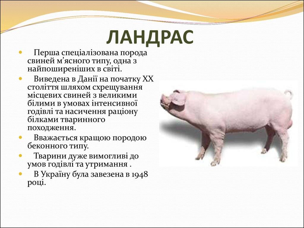 Порода свиней дюрок: история породы, характеристика, уход