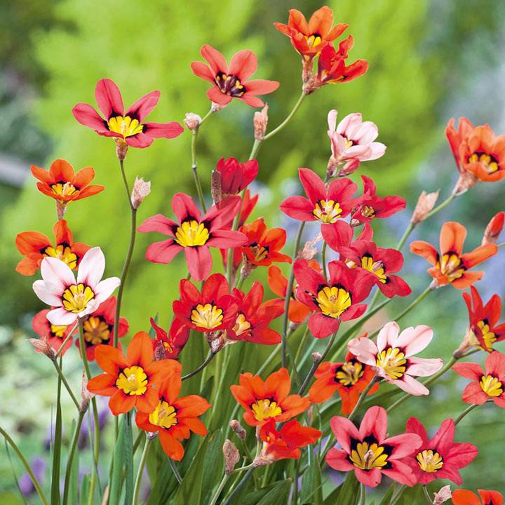 Цветок спараксис: посадка и уход в открытом грунте, фото, выращивание в саду