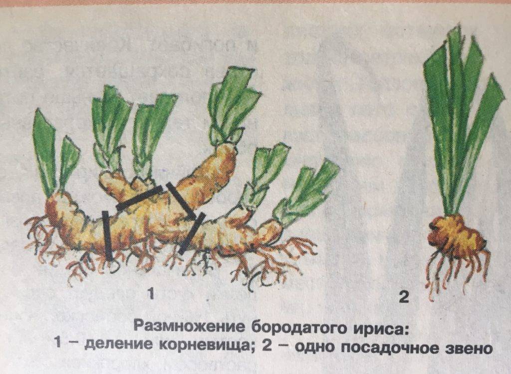 Аконит: посадка и уход в открытом грунте, выращивание и способы размножения
