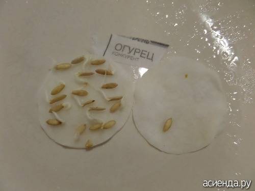 Особенности замачивания семян огурцов перед посадкой: когда начинать, как и в чем замачивать, как сажать — когда замачивать семена огурцов для рассады